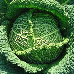 choux Ferme Espace Bio 85 - fruits et légumes bio o fermier batignolles