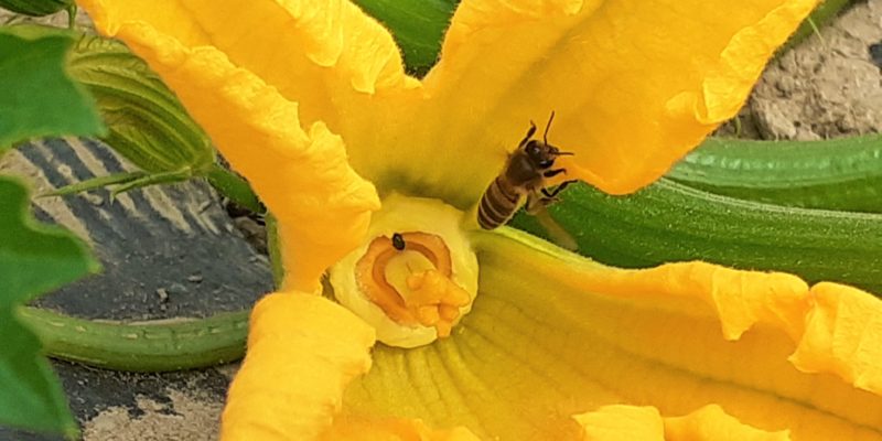 Abeille butinant une fleur de courgette cultivée de façon biologique par l’Espace Bio 85 - famille Abillard