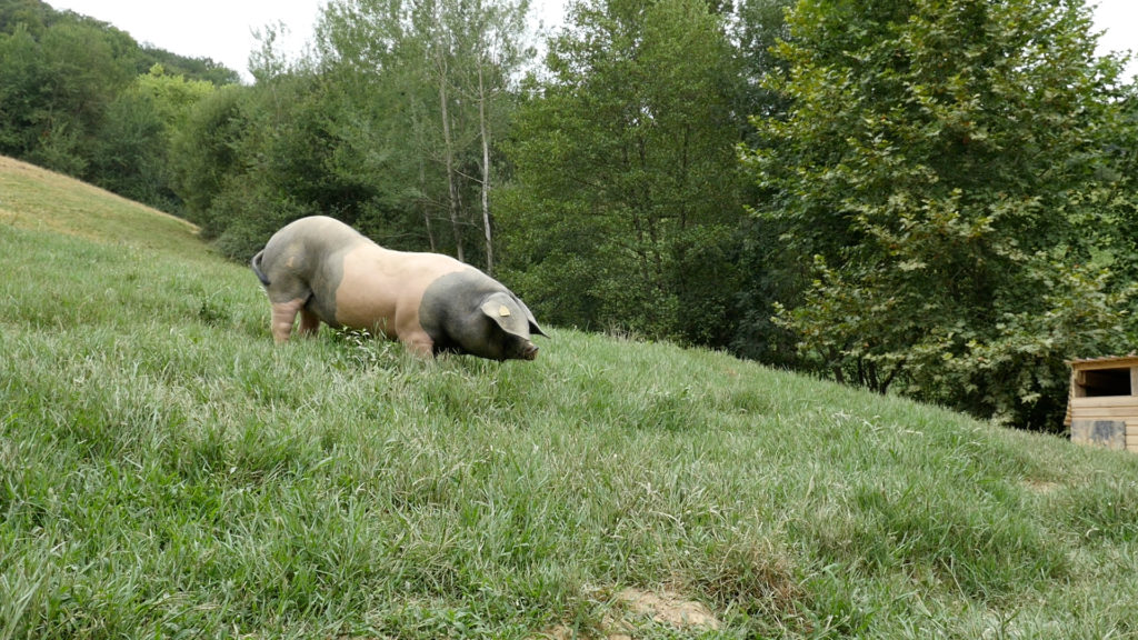 Un porc kintoa de la ferme Arrokain élevé en plein air entre champs et forêts